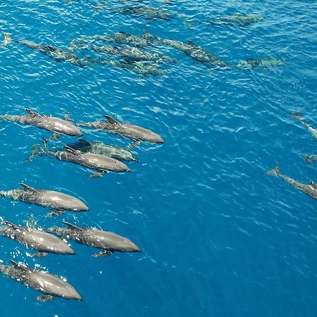 Atauro Dive Resort Beloi エクステリア 写真