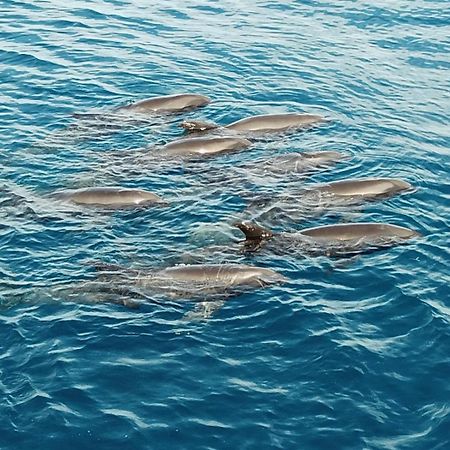 Atauro Dive Resort Beloi エクステリア 写真