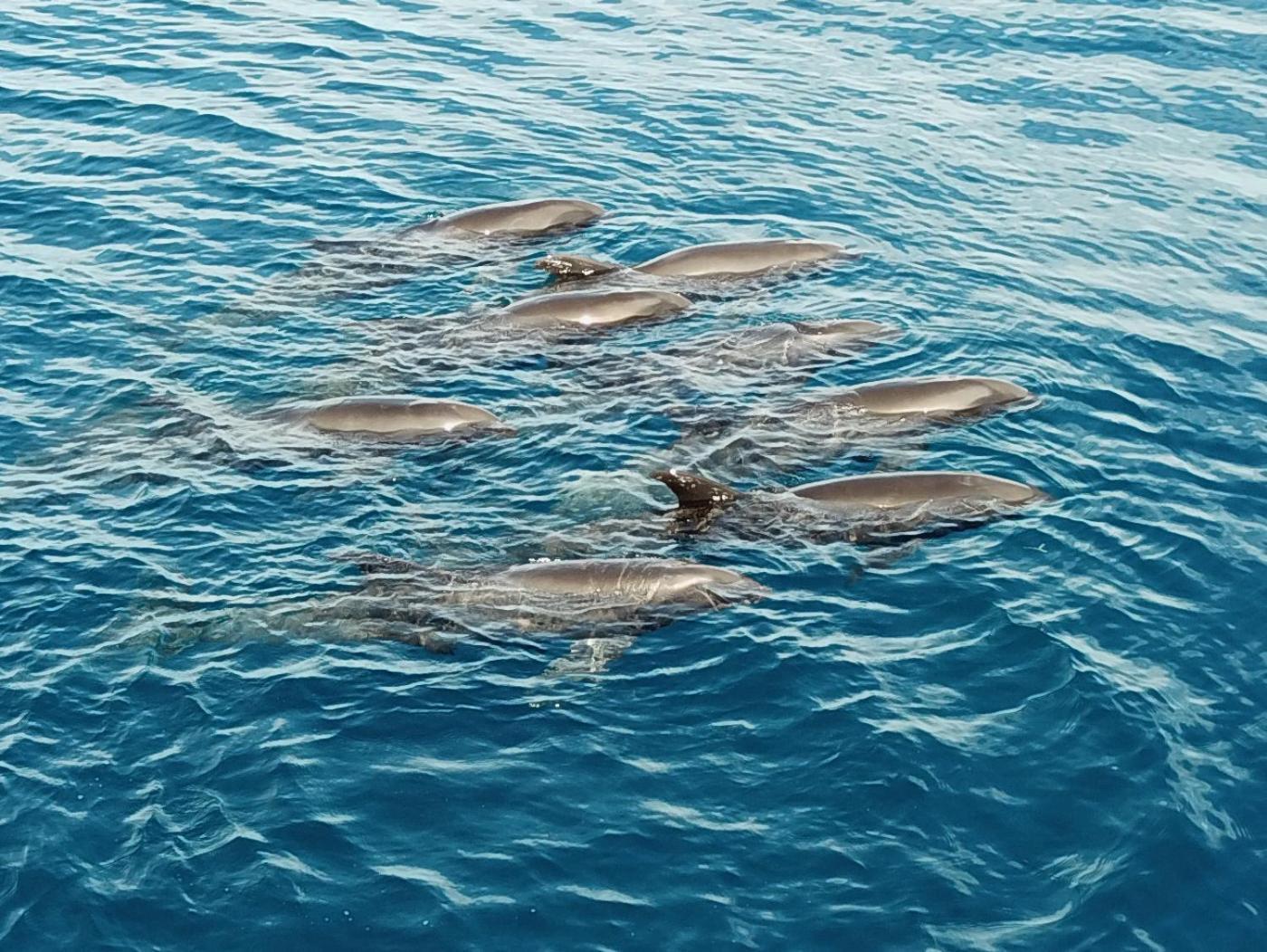 Atauro Dive Resort Beloi エクステリア 写真