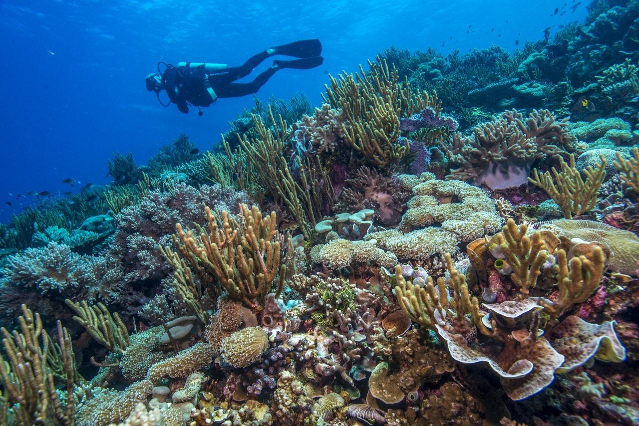 Atauro Dive Resort Beloi エクステリア 写真