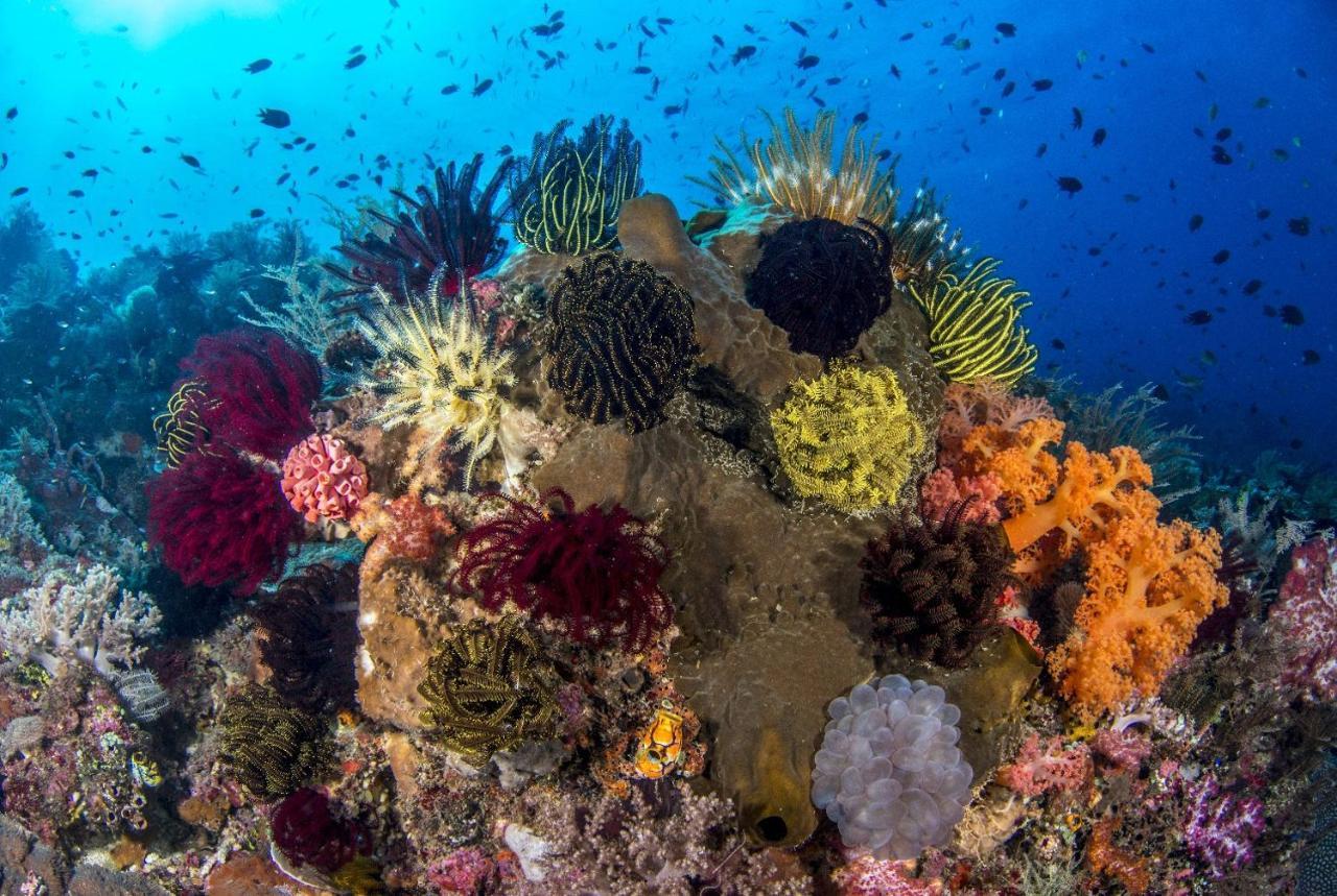 Atauro Dive Resort Beloi エクステリア 写真