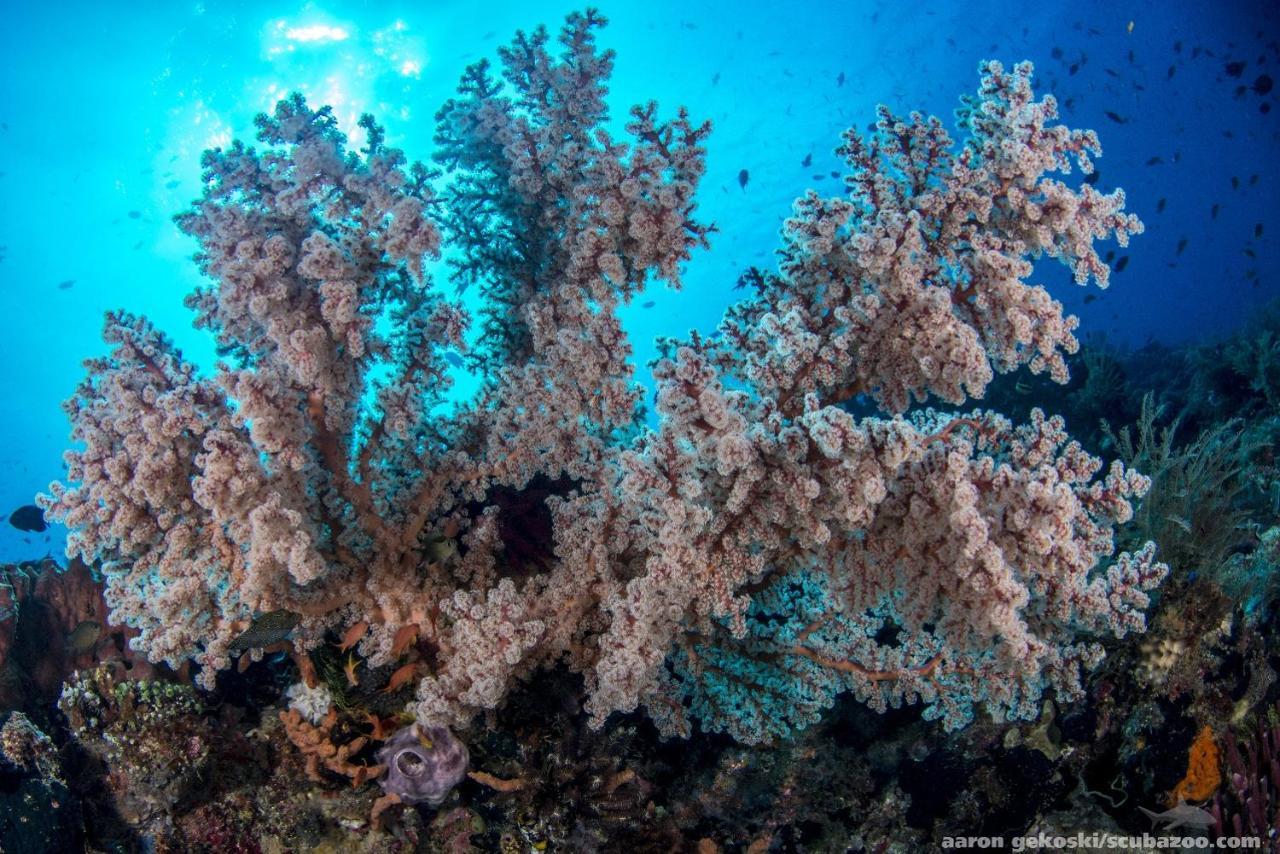 Atauro Dive Resort Beloi エクステリア 写真