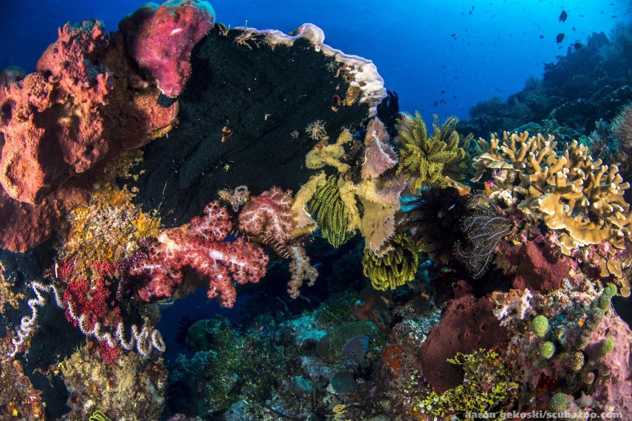 Atauro Dive Resort Beloi エクステリア 写真