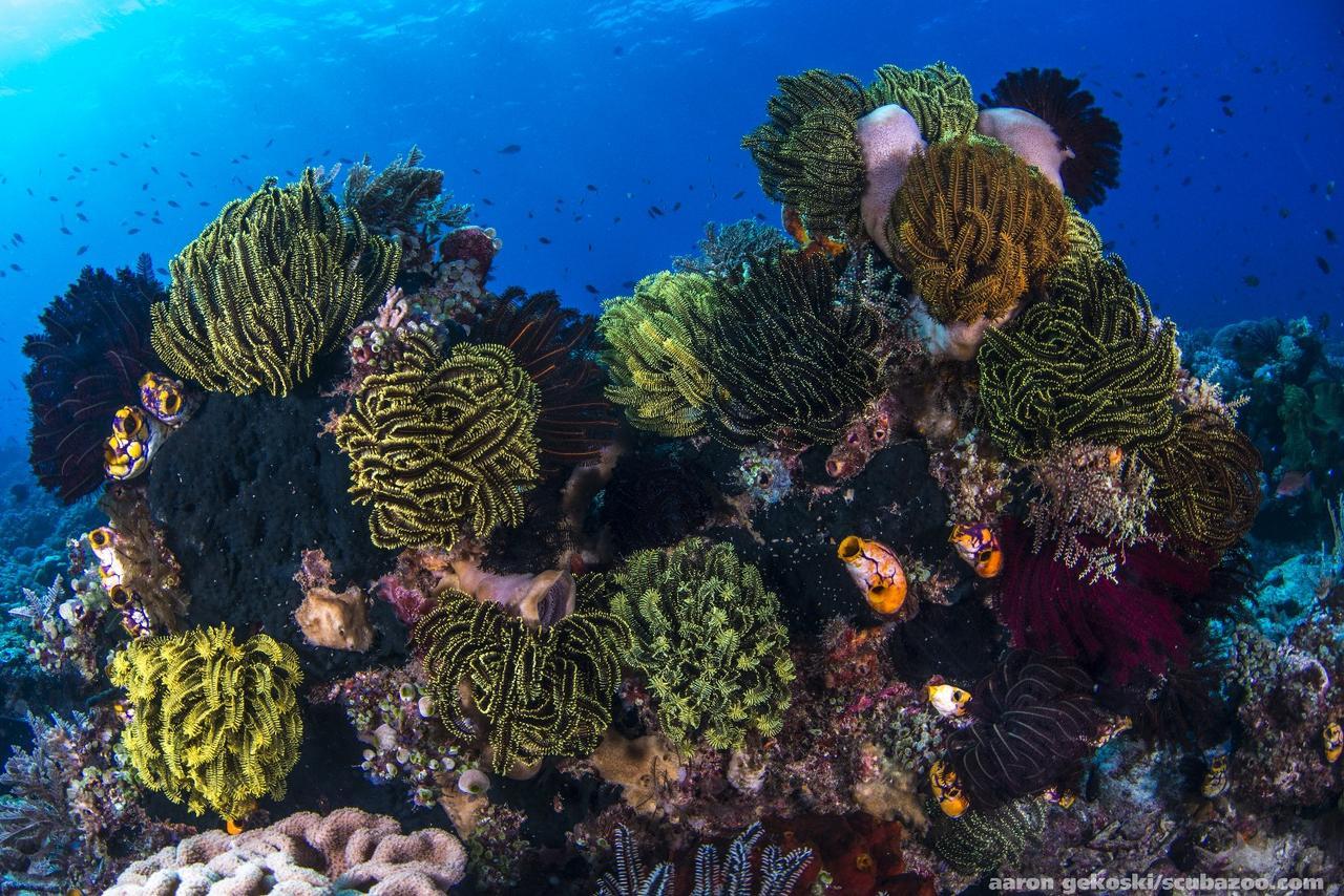 Atauro Dive Resort Beloi エクステリア 写真