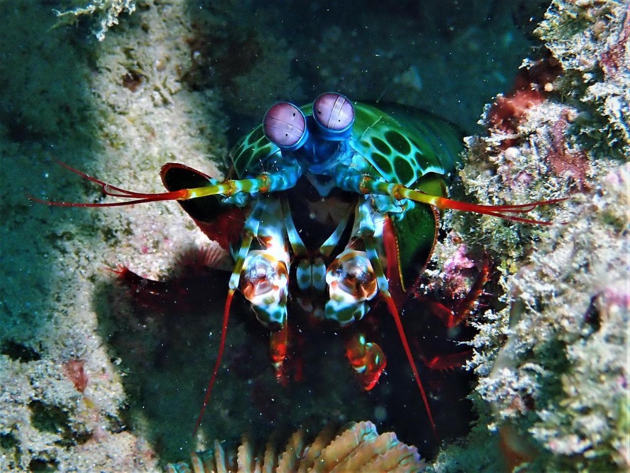 Atauro Dive Resort Beloi エクステリア 写真